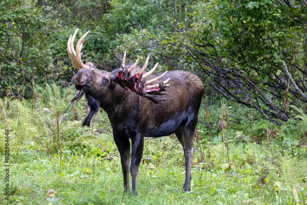 Naklejka premium Alaska Yukon Bull Moose in Early Autumn in Alaska