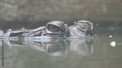 The crocodile is floating with only its eyes visible above the water