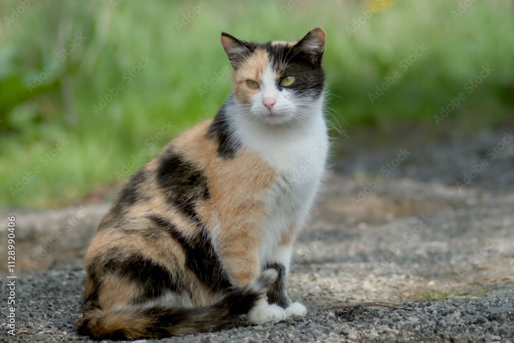 Tortoiseshell cat Tortoiseshell cat