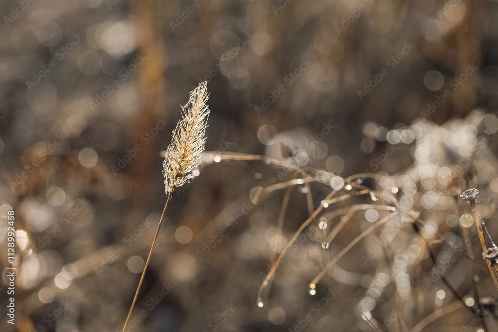 Fototapeta premium Dry grass with water drops closeup. Narure concept background. Natural colors