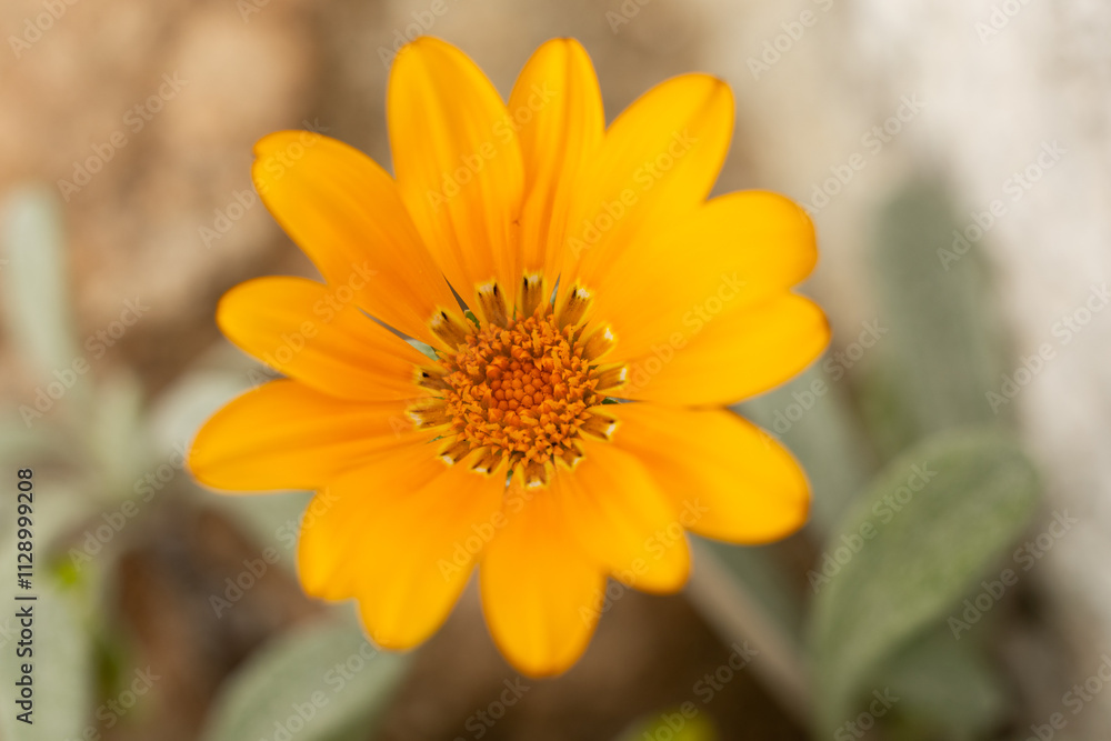 Una vibrante flor naranja destacando entre el follaje verde en un entorno natural Una vibrante flor naranja destacando entre el follaje verde en un entorno natural