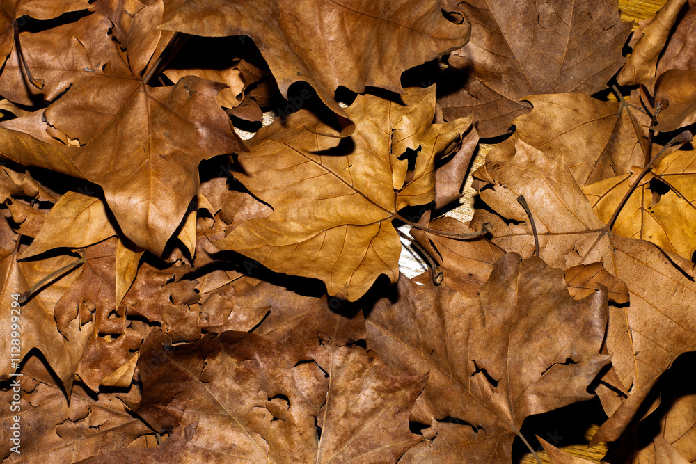 Hojas de otoño marrones caídas en el suelo, capturadas en detalle Hojas de otoño marrones caídas en el suelo, capturadas en detalle