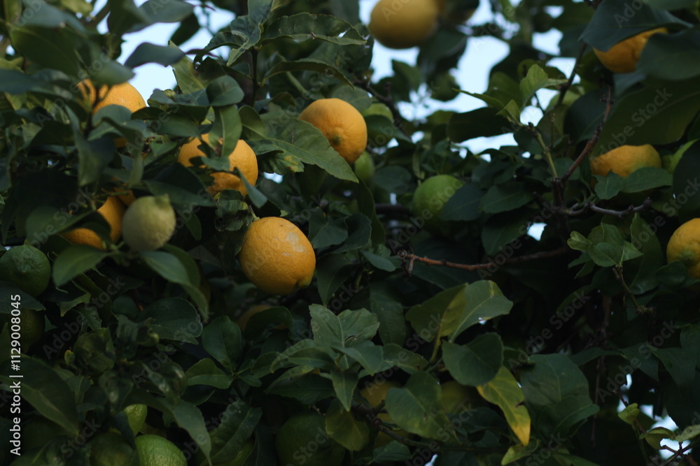 lemon tree with fruits lemon tree with fruits