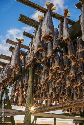 Drying cod stockfish on wooden racks during beautiful sunrise and sunburst in Reine village, Lofoten, Norway.