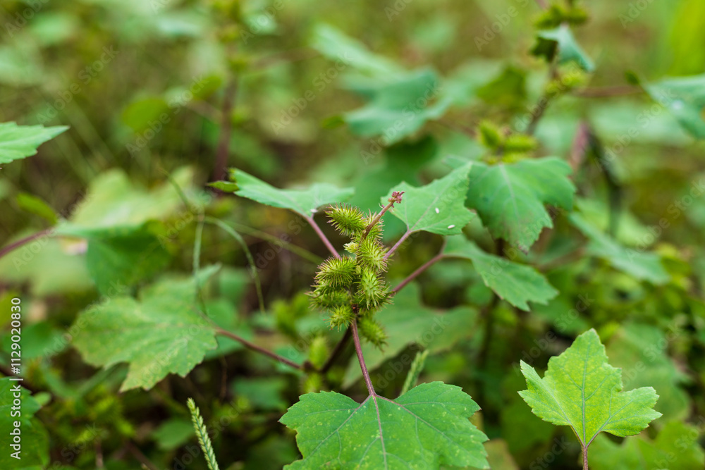Wild Chinese herbal medicine Xanthium plant Wild Chinese herbal medicine Xanthium plant