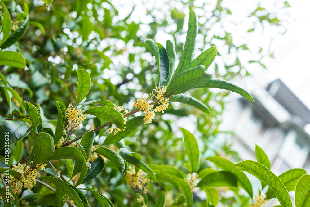 Fototapeta premium Autumn osmanthus plants