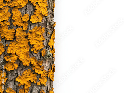  Tree Bark Adorned with Lichen Against a White Background, Highlighting Its Unique Texture and Natural Aesthetic photo