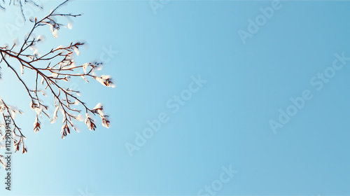 Minimalist winter scene with snow-covered branches against clear blue sky, delicate texture, wide-angle, natural light, static comp, white space, pure tone, high def photo