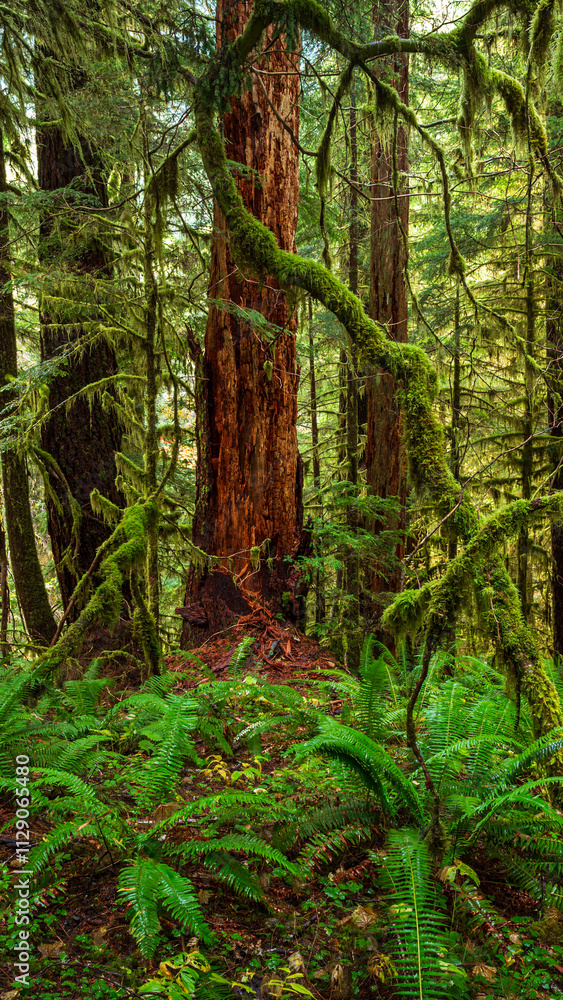 Obraz premium Mossy trees in the Hoh Rain Forest in the Olympic National Park, Washington, United States