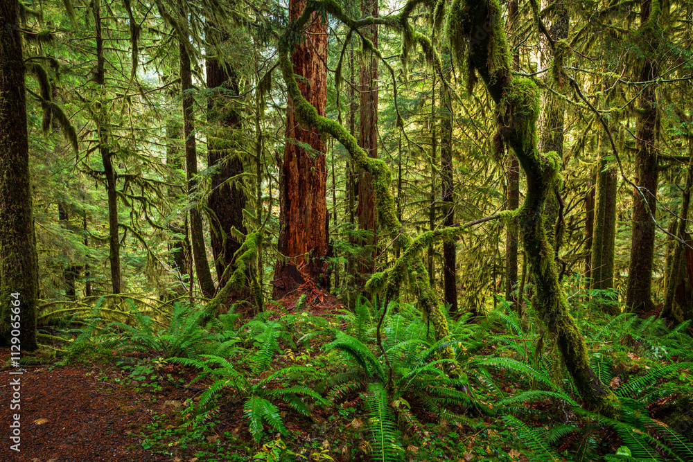 Obraz premium Mossy trees in the Hoh Rain Forest in the Olympic National Park, Washington, United States