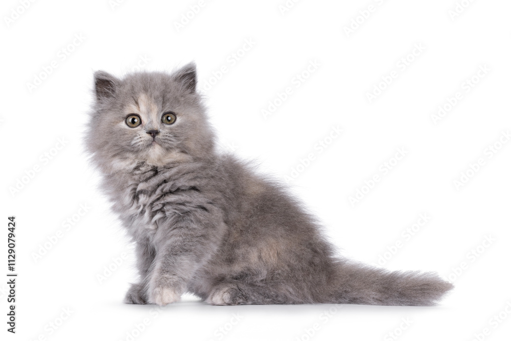 Adorable blue tortie British Longhair cat kitten, sitting up side ways. Looking curious towards camera. Isolated on a white background. Adorable blue tortie British Longhair cat kitten, sitting up side ways. Looking curious towards camera. Isolated on a white background.