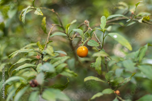 Chinese herb coral bean fruit photo