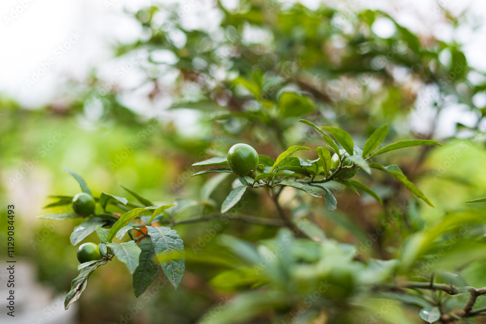 Chinese herb coral bean fruit Chinese herb coral bean fruit