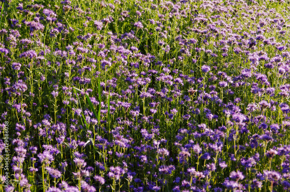 Purple sown field with phacelia flowers, green manure plant for soil and honey plant flower for beekeeping. Purple sown field with phacelia flowers, green manure plant for soil and honey plant flower for beekeeping.