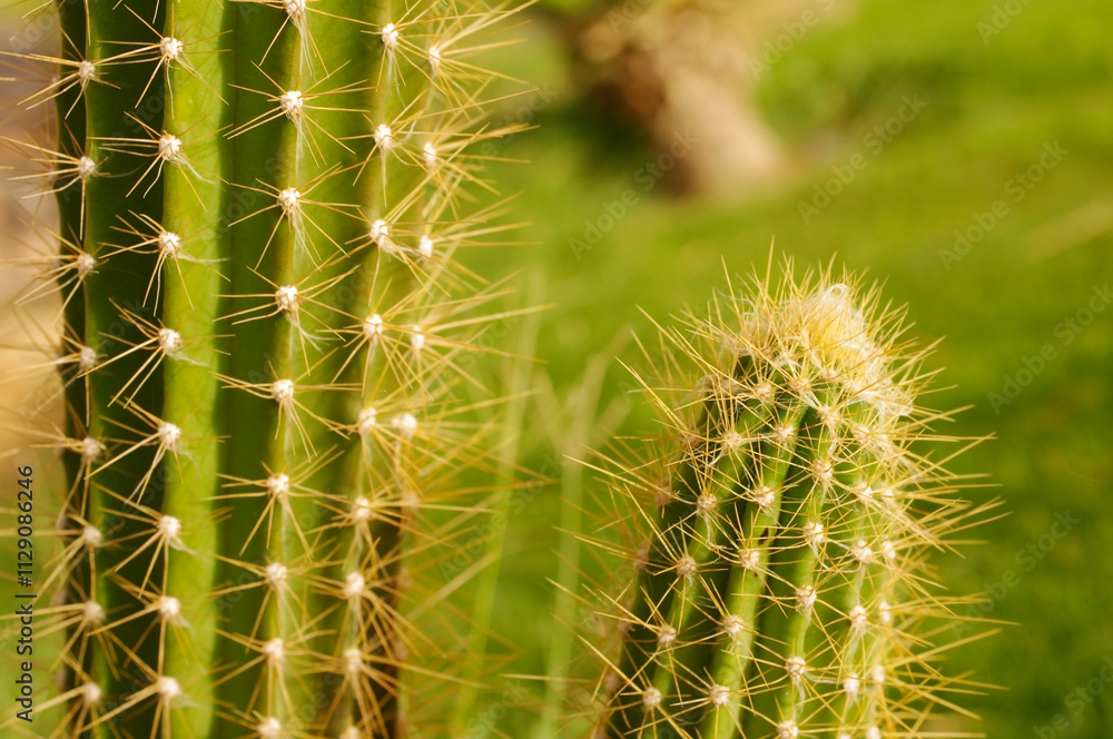 Green prickly large cactus close-up in summer in the garden Green prickly large cactus close-up in summer in the garden