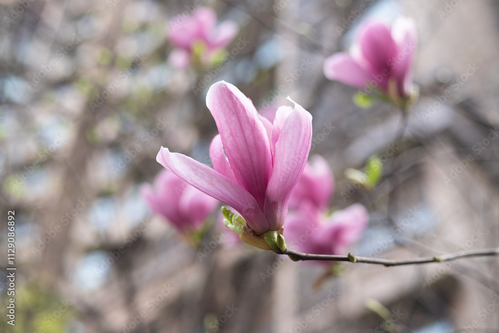 Spring purple magnolia flower plant Spring purple magnolia flower plant