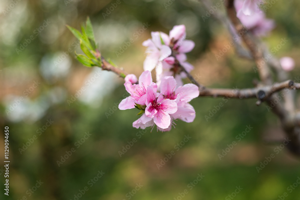 Pink peach blossoms blooming in the orchard Pink peach blossoms blooming in the orchard