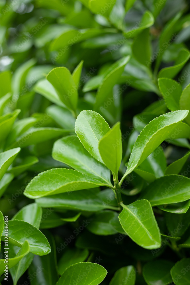 Fototapeta premium Green Holly young leaf plant