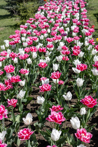 Wallpaper Mural Colorful tulips in the spring garden Torontodigital.ca