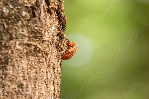 Detalhe de uma exúvia de cigarra pregada no tronco de uma árvore. Casca abandonada de cigarra. Exoesqueleto quitinoso de cigarra. photo