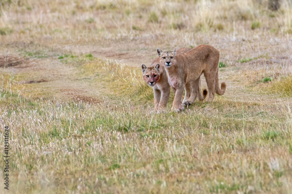 Naklejka premium Pumas in Paine