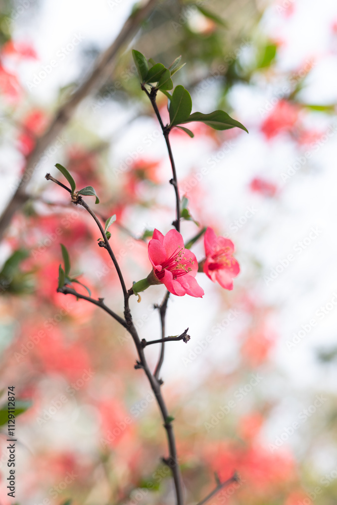 Spring red stem begonia flowers Spring red stem begonia flowers
