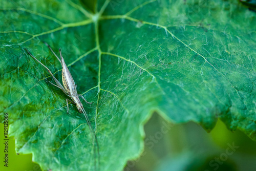 grillon d'Italie sur feuille de vigne photo