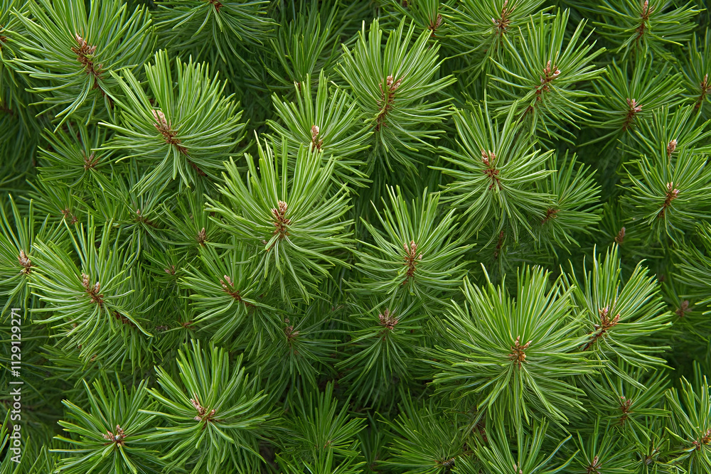 a close up of a pine tree with green needles