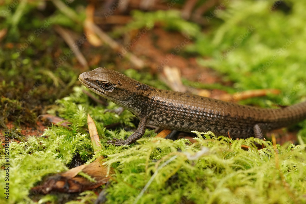 Closeup on a juvenile Northern Alligator Lizard, Elgaria coerulea sitting in moss Closeup on a juvenile Northern Alligator Lizard, Elgaria coerulea sitting in moss
