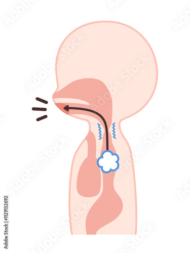 食道発声の仕組みのイラスト