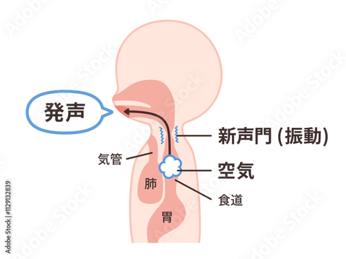 食道発声の仕組みのイラスト