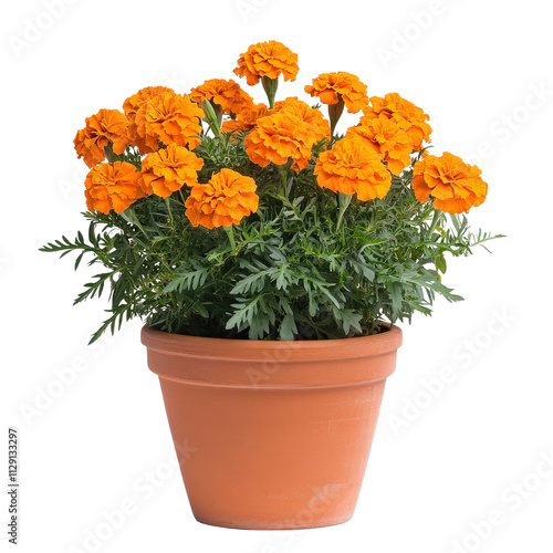 Bright orange marigold flowers in terracotta pot, showcasing vibrant blooms and lush green foliage, perfect for garden decoration or indoor aesthetics