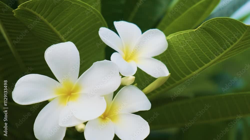 Close-up of white plumeria flowers with yellow centers and lush green leaves. Frangipani tropical flowers blooming in Krabi, Thailand. Nature background Close-up of white plumeria flowers with yellow centers and lush green leaves. Frangipani tropical flowers blooming in Krabi, Thailand. Nature background