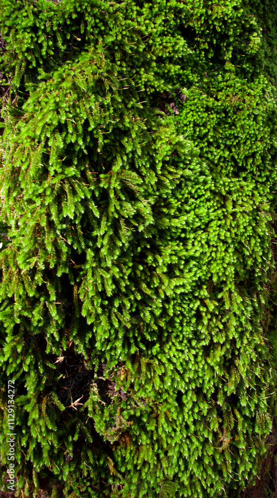 Moss on a plane tree. Mossy bark.
