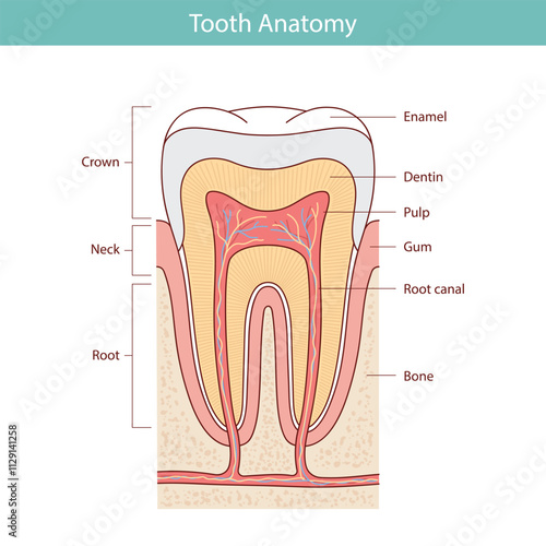 Diagram of human teeth with symbols. Dental medical vector illustration.
