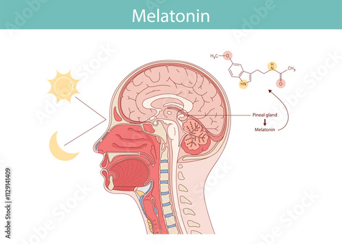 Melatonin hormone. Pineal gland anatomical cross section.