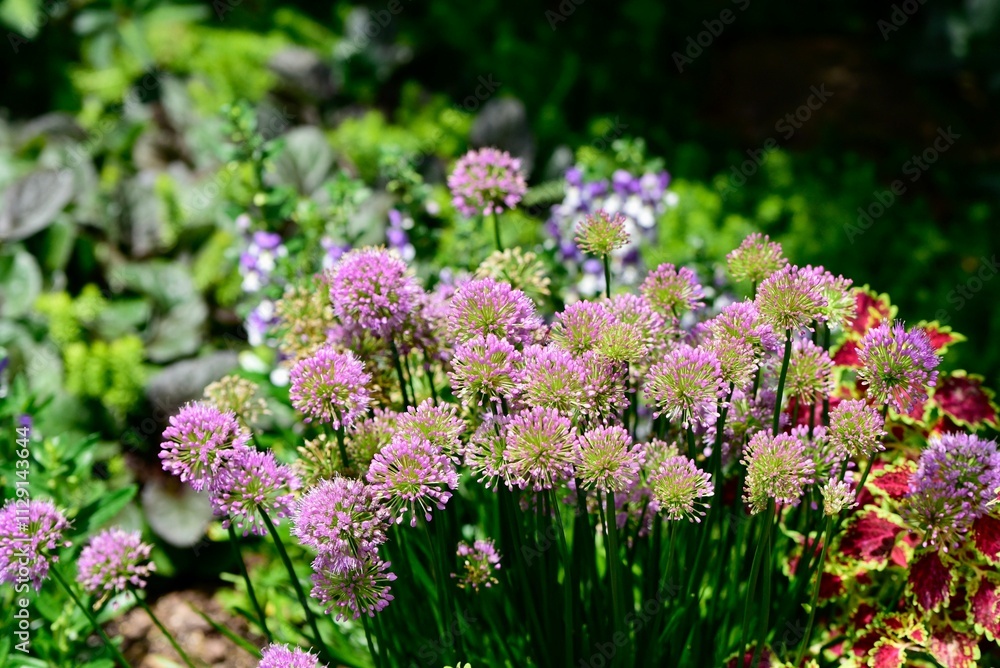 Vibrant purple Allium millenium flowers Vibrant purple Allium millenium flowers