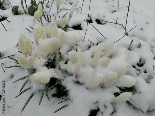 snow covered flowers