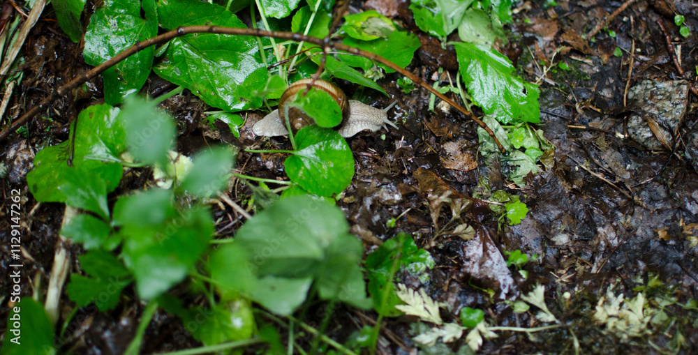 snake in the grass snake in the grass