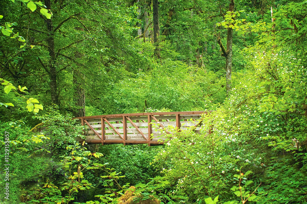Wood and Metal Walking Bridge Spans a Gorge in a Forest Wood and Metal Walking Bridge Spans a Gorge in a Forest