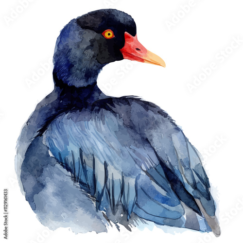 A watercolor drawing of a coot, isolated on a white background. Coot vector.