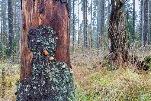 An old tree with fallen bark in close-up. Mushrooms grow on an old diseased tree. An environmental problem.