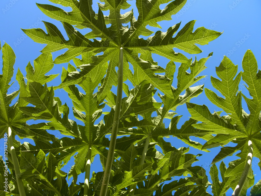 Obraz premium Papaya