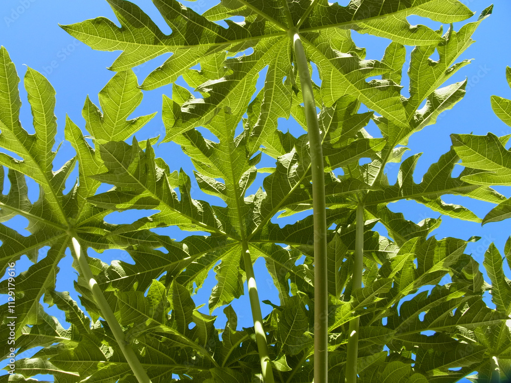 Obraz premium Papaya