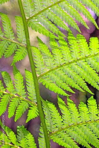 Dense vibrant green fern leaves in a natural outdoor setting photo