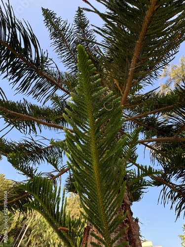 Araucaria columnaris tree against vibrant blue sky. coral reef araucaria, Cook pine (Cook's pine), New Caledonia pine, Cook araucaria, or columnar araucaria. Family Araucariaceae. Antalya, Türkiye.
 photo