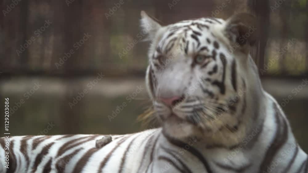 White tiger majestic close-up, Portrait of a white tiger, Captivating gaze of a tiger, Royal Bengal white tiger, Endangered white tiger beauty, Wildlife photography tiger video. White tiger majestic close-up, Portrait of a white tiger, Captivating gaze of a tiger, Royal Bengal white tiger, Endangered white tiger beauty, Wildlife photography tiger video.