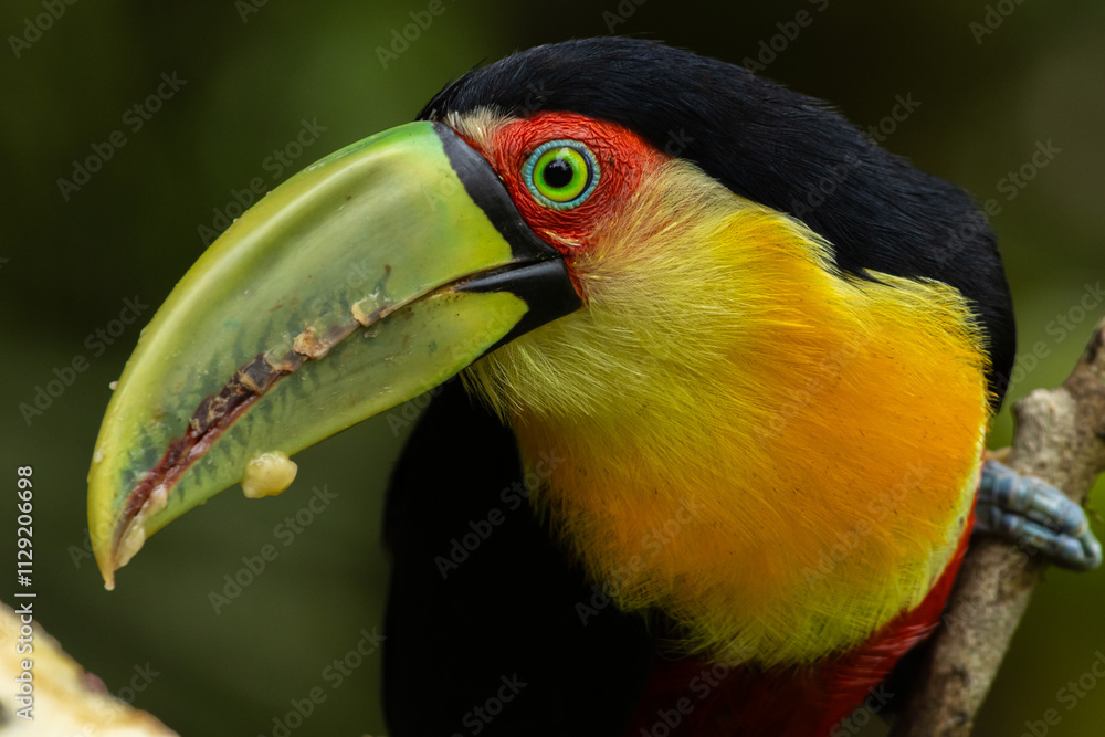 Birds of the Atlantic Forest - Brazil Birds of the Atlantic Forest - Brazil