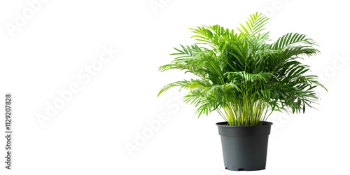 Lush Indoor Fern Plant in Black Pot
 photo