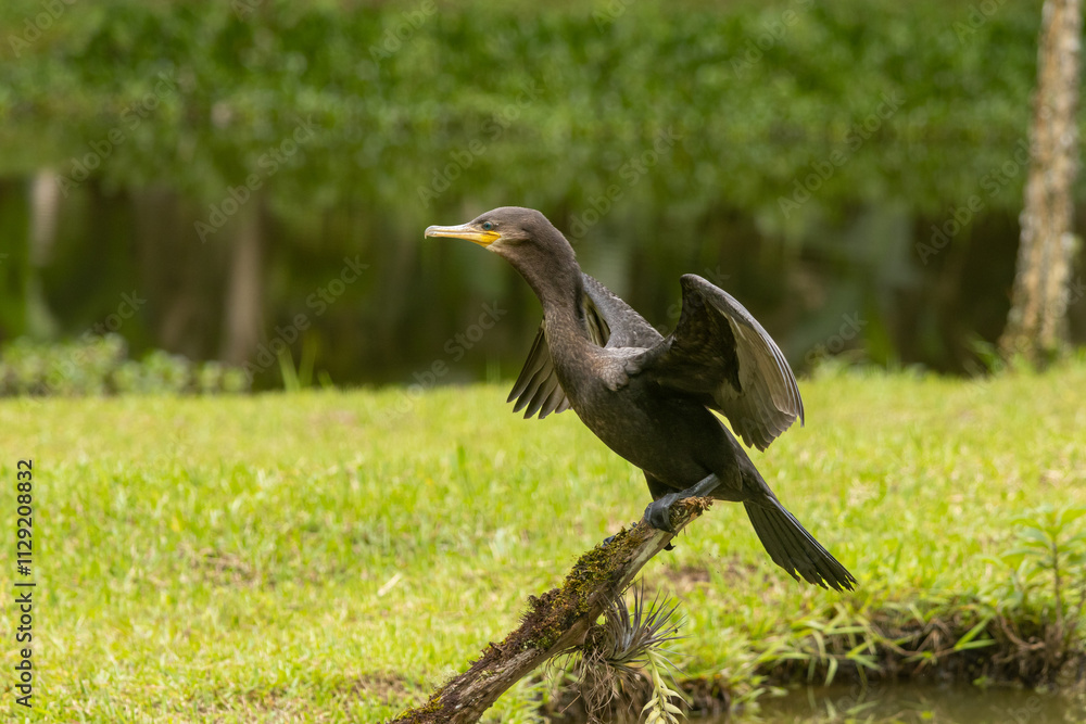 Obraz premium Birds of the Atlantic Forest - Brazil